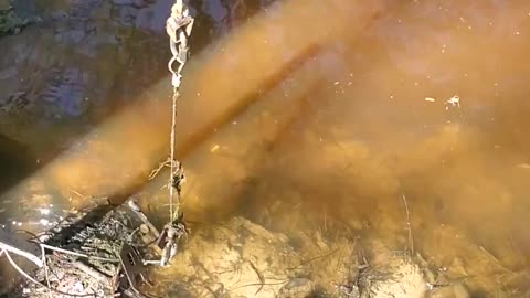 Trapping Beavers in SC Swamp.