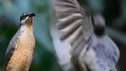 A juvenile Victoria's Riflebird performs his elaborate courtship dance to an unimpressed female.