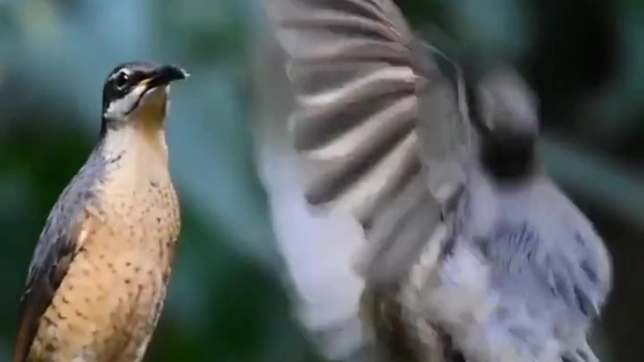 A juvenile Victoria's Riflebird performs his elaborate courtship dance to an unimpressed female.