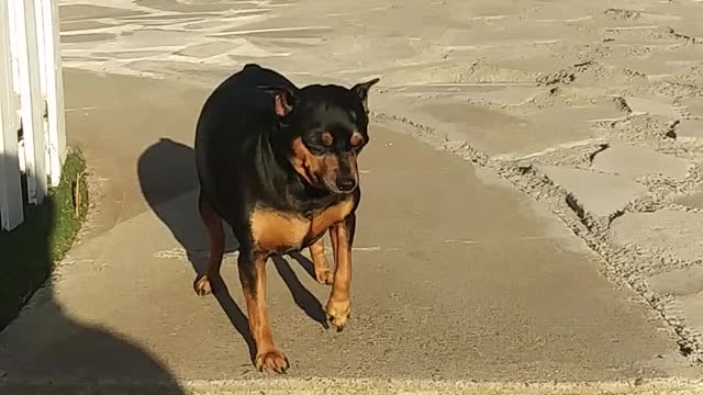 watch this man encouraging his pet dog to go down the stair steps