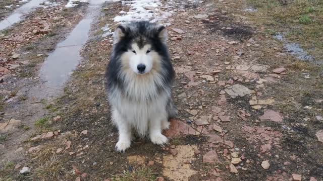 Dog training video