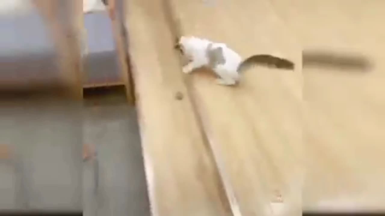 Cute cat Play in room.