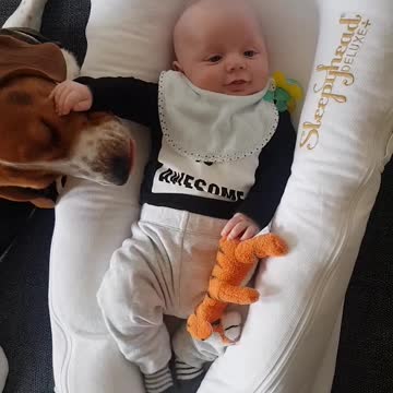 baby smiles when beagle licks his hands