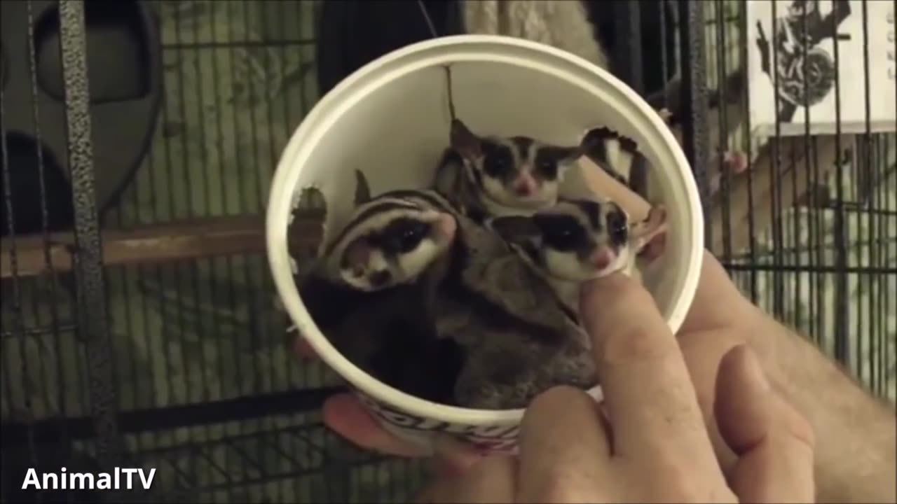 SUGAR GLIDERS