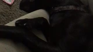 Passed out dog snores loudly while trying to fit on the couch