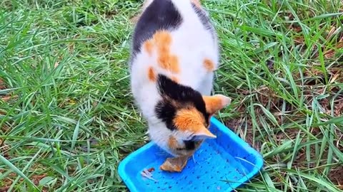 Cute cat eats food. This cat is very beautiful