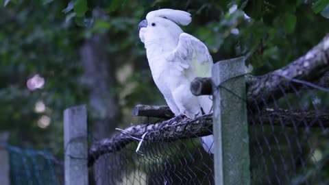 The most amazing parrot dance