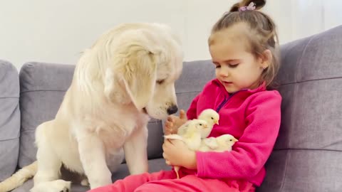 Adorable Little Girl with Golden Retriever Puppy Puts Baby Chicks to Bed (Cutest Ever!!)