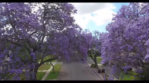 Jacaranda Mimosifolia Fern Tree, Blue Fragrant Garden Flowers, Ornamental Bonsai
