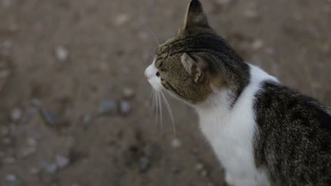 Cute cat looks past the camera, soft focus