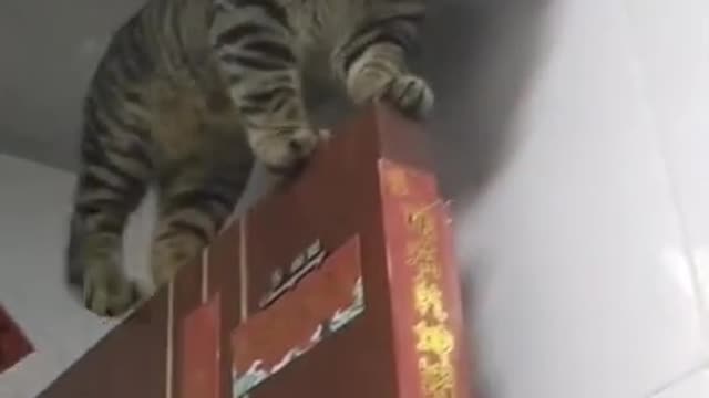 Cat videos _ Funny animals _ Funny cats 2021