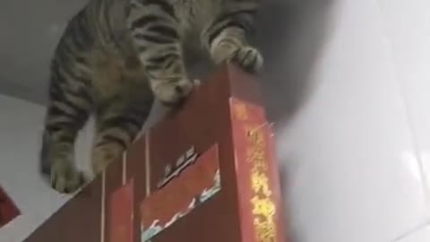 Cat videos _ Funny animals _ Funny cats 2021