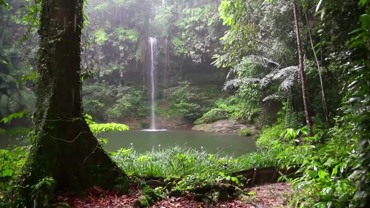 Sound of Rain and Forest Animals