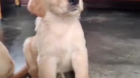 #golden retriever