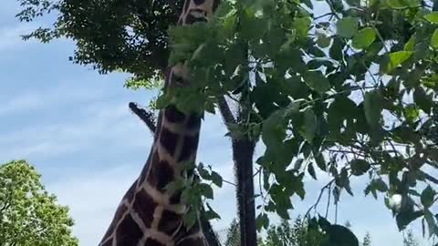 giraffes