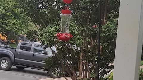 Hummingbirds playing/fighting 😁