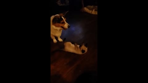 Corgi vs. Kitten