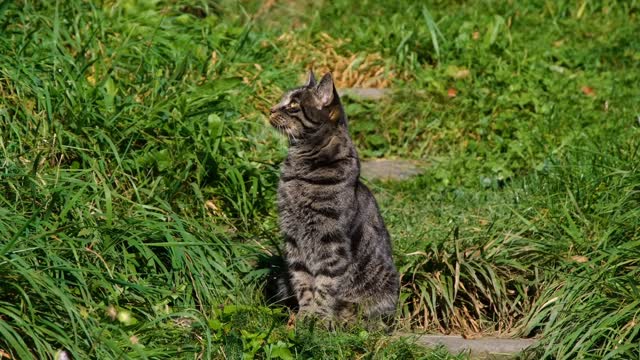 Cat Video Collection