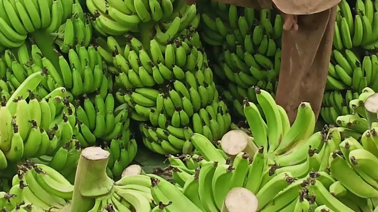 Green Bananas