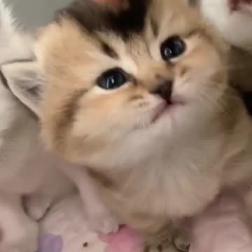 little pussys cats he's so cute