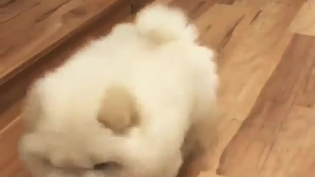 A lovely dog is on the floor.