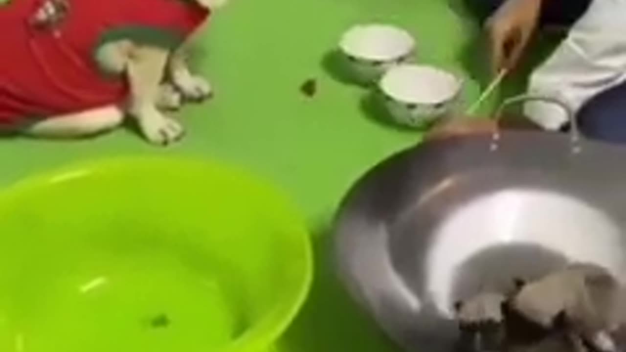 Dog funny video