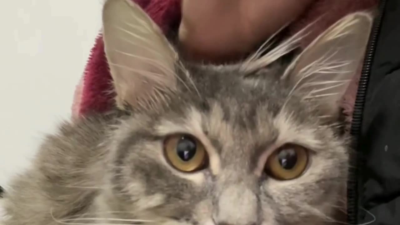 Cute chaos daily! πΎπ #cats #shorts #viral #pets #Reels