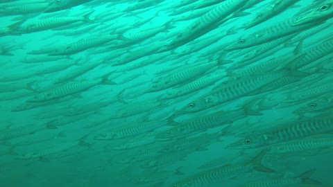 barracuda underwater sea thailand