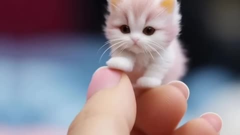 Cute baby cat 🐈😺😺