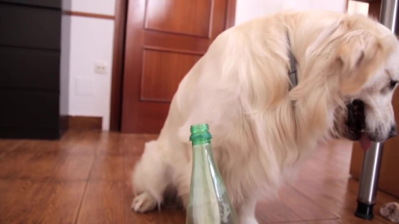 Funny Dog vs Bottle Cap Challenge Compilation