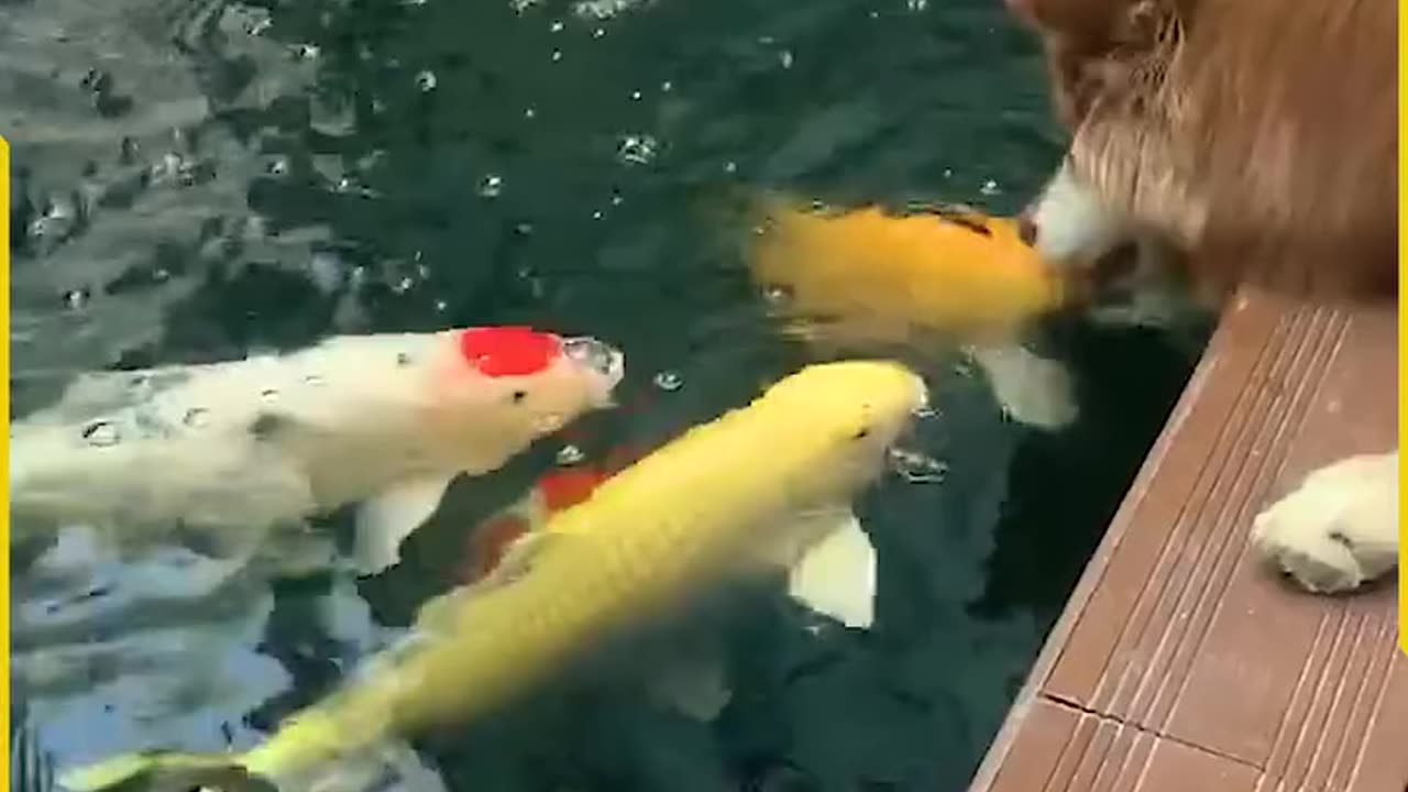 Unlikely_Friendship_Between_Dog_and_Koi!(720p)