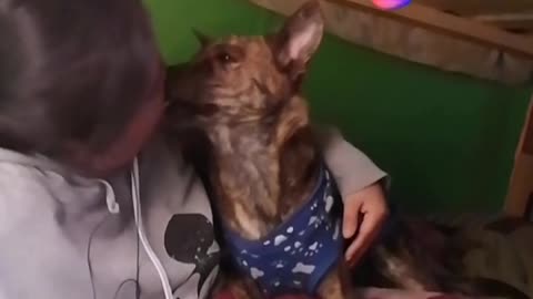 Mi mamá ama más al perro que ami