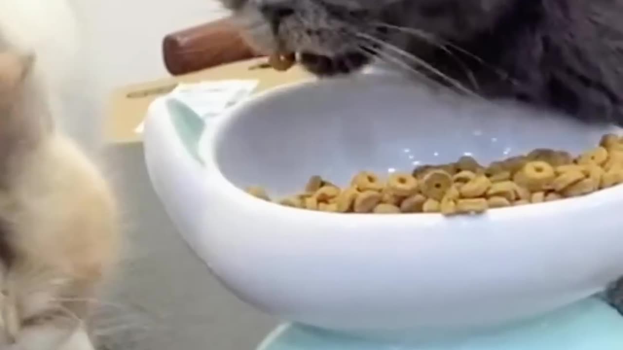 #Pets#pets#dog#cutedog#dogfunnyvideo#petvideo#rumble#shorts#gym#hot#rumblevideo