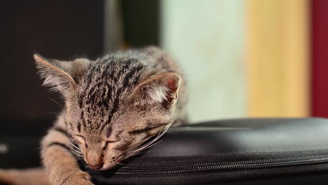 beautiful cat sleeping in house