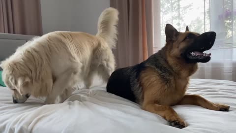 Golden Retriever and German Shepherd are Best Friends Forever