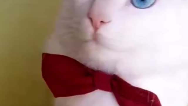 So cut cat