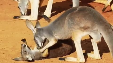 Kangaroo mother's love #viral #video