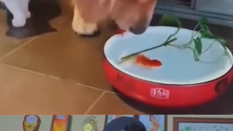 WOW! Doggy is Great 😢 _ Dog saved fish life