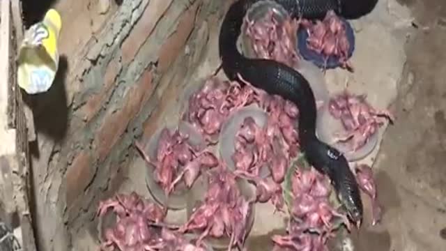 Snake farming - A business that brings high income