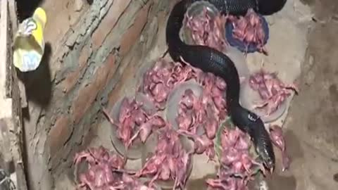 Snake farming - A business that brings high income