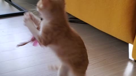 Kitty playing alone