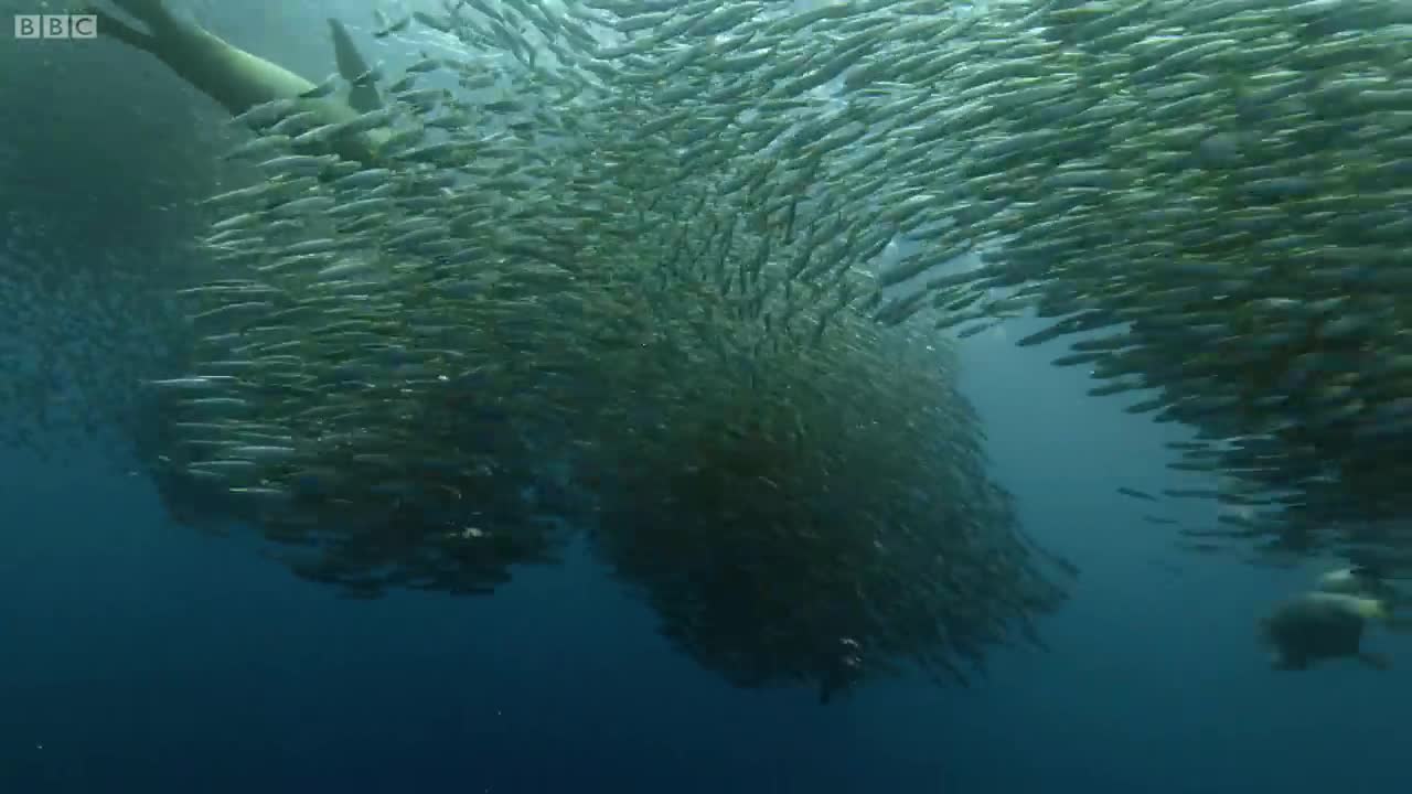 Sardine Feeding Frenzy with Sharks, Penguins and More _ The Hunt _ BBC Earth