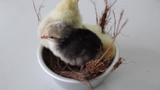 Cute New Born Bird's video