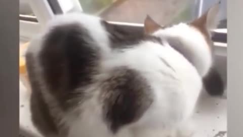 Is the cat biting its tail?