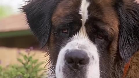 Helpful Animal ❤️❤️❤️🔥🔥