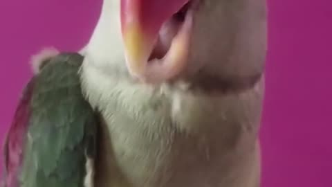parrot video and please follow me