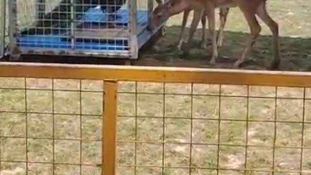 Sika deer and peacock