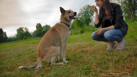 Basic Dog Training Top 7 Basic Commands Every Dog Must Know.