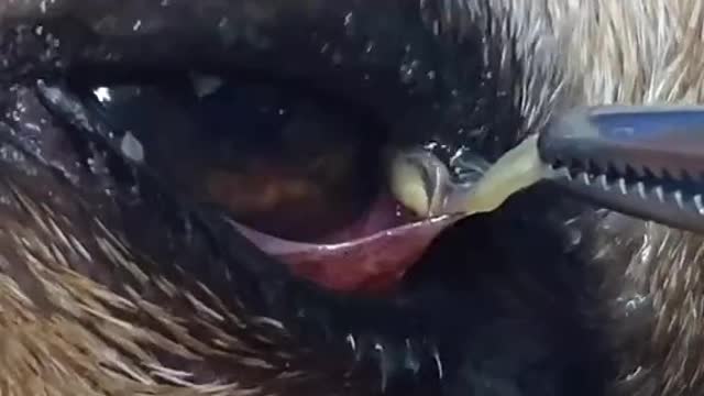 Pulling out a Foxtail from a dogs eye
