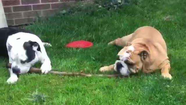 Bulldog best friends sharing a stick